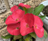 Euphorbia Milii SIAM SUNSHINE Crown of Thorns Corona De Cristo