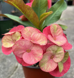 Euphorbia Milii Siam Sunshine Crown of Thorns – Starter Cutting