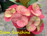 Euphorbia Milii Three (3) UNROOTED CUTTINGS Crown of Thorns Large Flowers