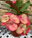 Euphorbia Milii Siam Sunshine Crown of Thorns – Starter Cutting