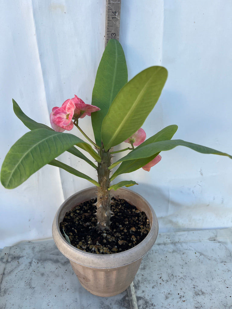 millionaire succulent Euphorbia Milii THAI MILLIONAIRE (Sethee Muang Non) Crown of Thorns Co – Euphorbia Milii Garden (Crown Of Thorns)