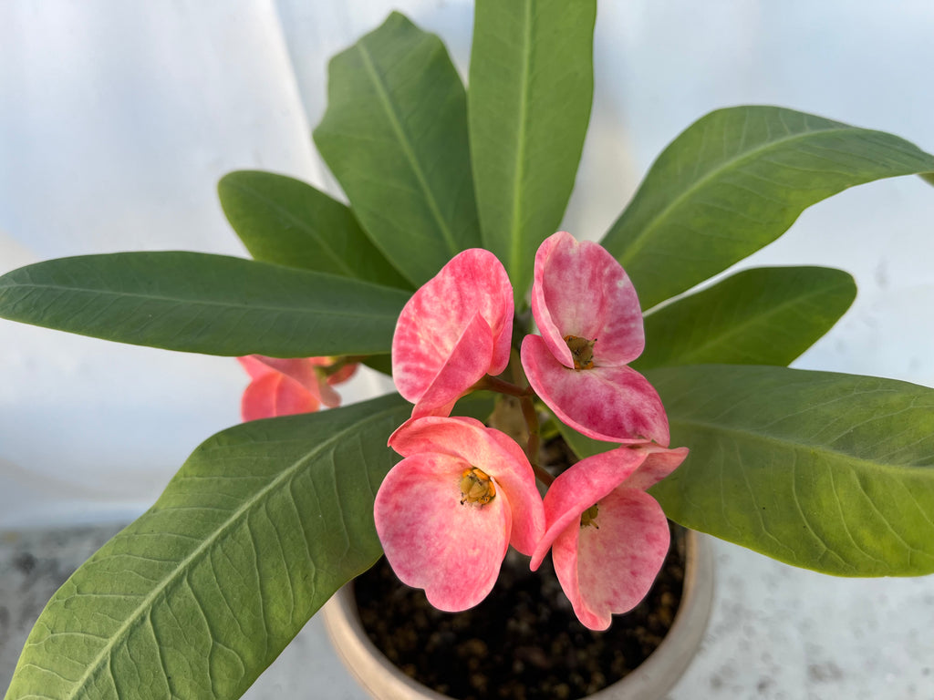 millionaire succulent Euphorbia Milii THAI MILLIONAIRE (Sethee Muang Non) Crown of Thorns Co – Euphorbia Milii Garden (Crown Of Thorns)