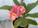 Euphorbia Milii THAI MILLIONAIRE (Sethee Muang Non) Crown of Thorns Corona De Cristo Poysean