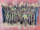 Euphorbia Milii Crown of Thorns Petch Manee (Fancy) Coronas de Cristo