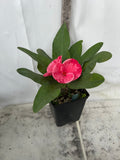 Euphorbia Milii SETHEE MUEANG CHAN Crown of Thorns  Poysean Corona de Cristo Giant.