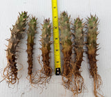 Euphorbia Milii CHAM CHAN Crown of Thorns Corona de Cristo