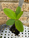 Euphorbia Milii GOLDEN RUBY Crown of Thorns Corona De Cristo Cactus/Succulent