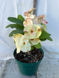 Euphorbia Milii PHOB SUK Crown of Thorns Corona de Cristo Premium Hybrid