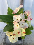Euphorbia Milii PHOB SUK Crown of Thorns Corona de Cristo Premium Hybrid