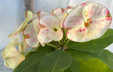 Euphorbia Milii PHOB SUK Crown of Thorns Corona de Cristo Premium Hybrid