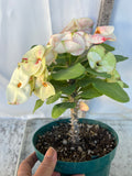 Euphorbia Milii PHOB SUK Crown of Thorns Corona de Cristo Premium Hybrid