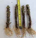Euphorbia Milii Crown of Thorns TIGER PATTERN Coronas de Cristo