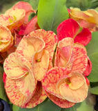 Euphorbia Milii Crown of Thorns TIGER PATTERN Coronas de Cristo