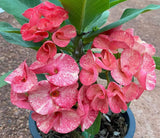 Euphorbia Milii SANHAM CHAI Crown of Thorns Corona de Cristo Rare & New