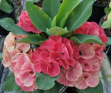 Euphorbia Milii SANHAM CHAI Crown of Thorns Corona de Cristo Rare & New