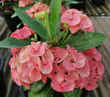 Euphorbia Milii SANHAM CHAI Crown of Thorns Corona de Cristo Rare & New