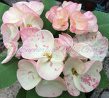 Euphorbia Milii DIVINA (Patum Rad) Crown of Thorns Corona de Cristo
