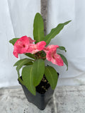 Euphorbia Milii DANCING QUEEN (POP CHOK) Crown of Thorns Corona De Cristo Succulent/Cactus