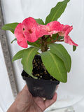 Euphorbia Milii DANCING QUEEN (POP CHOK) Crown of Thorns Corona De Cristo Succulent/Cactus