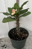 Euphorbia Milii ATHENA Crown of Thorns (Sap Chao Sua) Corona de Cristo Cactus Succulent