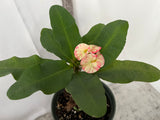 Euphorbia Milii ATHENA Crown of Thorns (Sap Chao Sua) Corona de Cristo Cactus Succulent