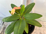 Euphorbia Milii CHIANG MAI Crown of Thorns Corona de Cristo Rare