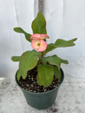 Euphorbia Milii UDOM PHON Crown of Thorns Corona de Cristo Cactus Thai Hybrid