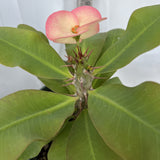 Euphorbia Milii UDOM PHON Crown of Thorns Corona de Cristo Cactus Thai Hybrid