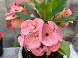 Euphorbia Milii SETHEE KOHN CAEN Crown of Thorns Corona de Cristo Giant