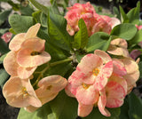 Euphorbia Milii ORANGE FANTA Crown of Thorns Corona de Cristo Succulent