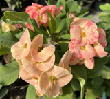 Euphorbia Milii ORANGE FANTA Crown of Thorns Corona de Cristo Succulent