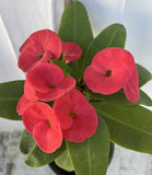 Euphorbia Milii WONDERFUL Crown Of Thorns Corona de Cristo