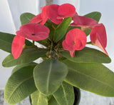 Euphorbia Milii WONDERFUL Crown Of Thorns Corona de Cristo