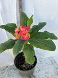 Euphorbia Milii RED MILLIONAIRE Crown of Thorns Corona d’Cristo Poysean Succulent Tropical