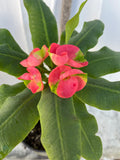 Euphorbia Milii RED MILLIONAIRE Crown of Thorns Corona d’Cristo Poysean Succulent Tropical