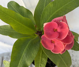 Euphorbia Milii SNOWFIRE Crown of Thorns  Corona de Cristo