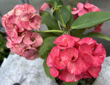 Euphorbia Milii SANHAM CHAI Crown of Thorns Corona de Cristo Rare & New