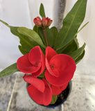 Euphorbia Milii GREAT LOVE Crown of Thorns Corona de Cristo Succulent