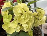 Euphorbia Milii MON AMOUR Crown of Thorns Corona de Cristo