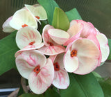 Euphorbia Milii PINK BUBBLES Crown of Thorns Corona De Cristo Cactus Plant Thai Hybrid