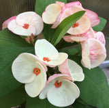 Euphorbia Milii PINK BUBBLES Crown of Thorns Corona De Cristo Cactus Plant Thai Hybrid