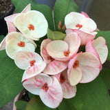 Euphorbia Milii PINK BUBBLES Crown of Thorns Corona De Cristo Cactus Plant Thai Hybrid