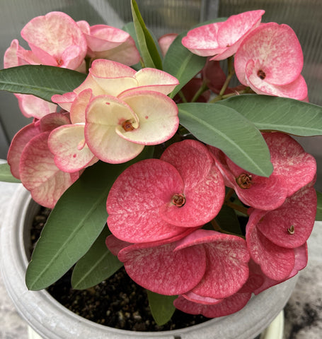 Euphorbia Milii PHETKASEM Crown of Thorns Corona de Cristo Thai Hybrid
