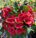 Euphorbia Milii Crown of Thorns "Yod Khon Phon" Coronas de Cristo Thai Hybrid