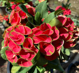 Euphorbia Milii Crown of Thorns "Yod Khon Phon" Coronas de Cristo Thai Hybrid