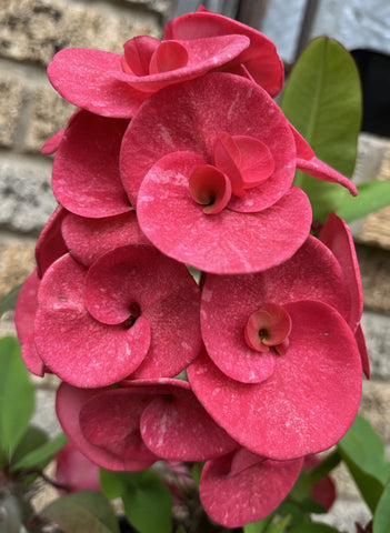 Euphorbia Milii RED SPARKLES Crown of Thorns Coronas de Cristo