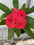 Euhorbia Milii Crown Of Thorns Corona de Cristo 'Name it Yourself'