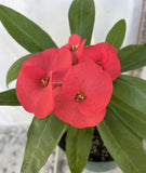 Euhorbia Milii Crown Of Thorns Corona de Cristo 'Name it Yourself'