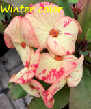 Euphorbia Milii MEGA YELLOW Crown of Thorns Corona de Cristo Poysean Super Giant Bloom