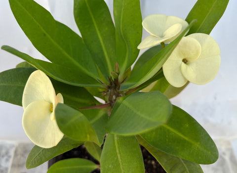 Euhorbia Milii Crown Of Thorns Corona de Cristo New Hybrid White/Off-white Variety